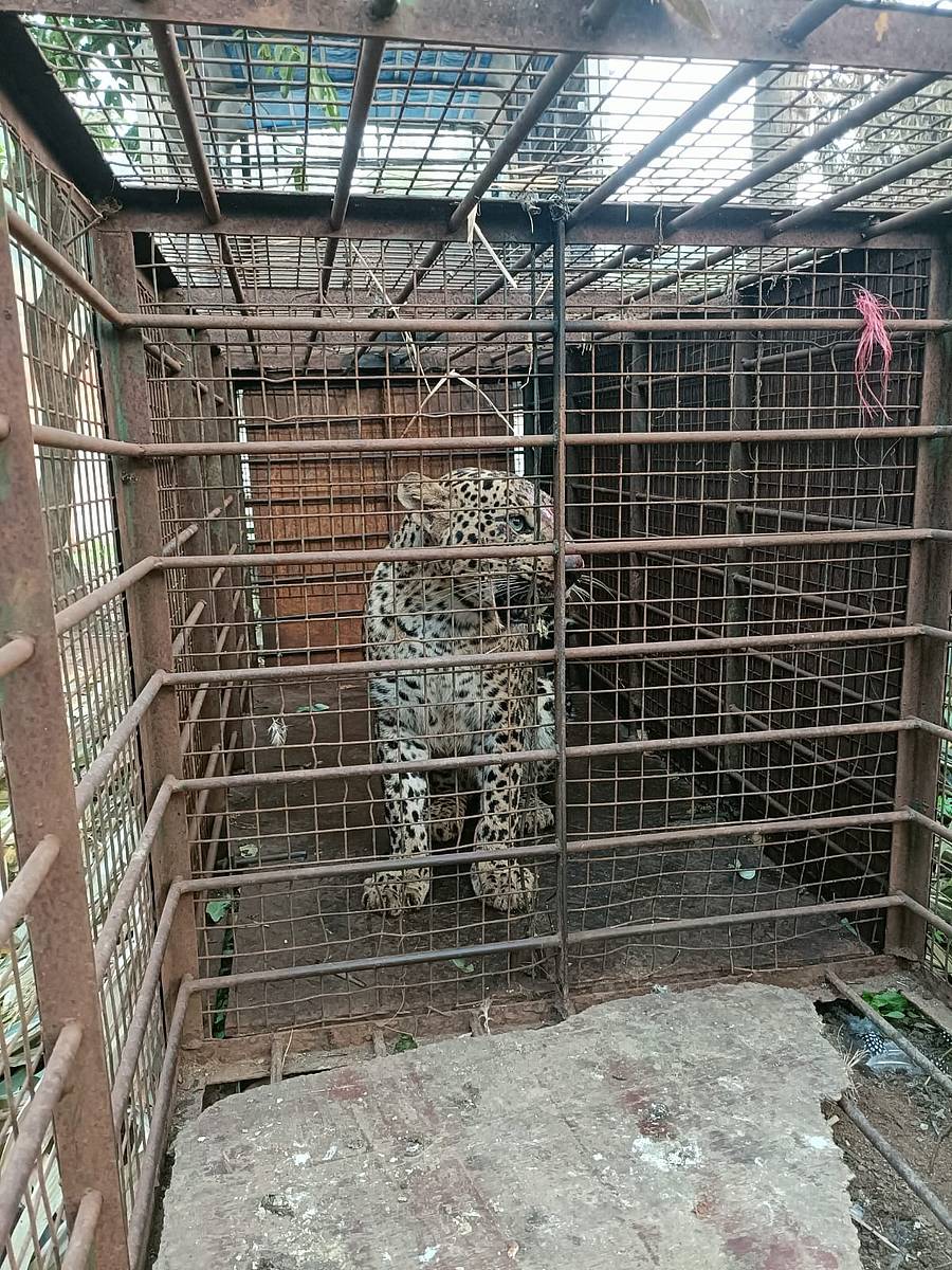 <div class="paragraphs"><p>ಕನಕಪುರ ದೊಡ್ಡ ತಾಂಡ್ಯ ಸಮೀಪದಲ್ಲಿ ಚಿರತೆಯನ್ನು ಅರಣ್ಯ ಅಧಿಕಾರಿಗಳು ಬೋನಿನಲ್ಲಿ ಸೆರೆ ಹಿಡಿದಿರುವುದು</p></div>