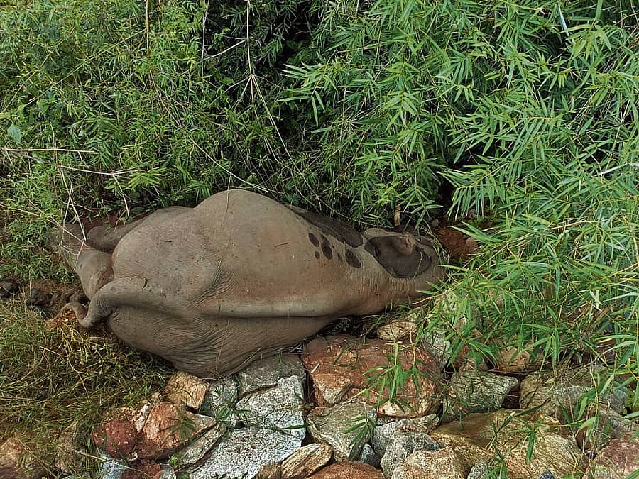 ಹಾರೋಹಳ್ಳಿ -ಆನೇಕಲ್ ರಸ್ತೆಯ ಉರುಗನದೊಡ್ಡಿ ಬಳಿ ಆನೆ ಮೃತಪಟ್ಟಿರುವುದು
