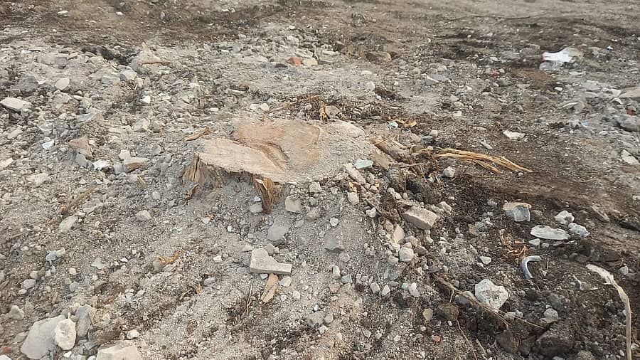 <div class="paragraphs"><p>ಕಮಲಾಪುರ ಪ್ರಾಥಮಿಕ ಆರೋಗ್ಯ ಕೇಂದ್ರದಲ್ಲಿ ಅಕ್ರಮವಾಗಿ ಕಟಾವು ಮಾಡಿದ ಮರದ ಬುಡ</p></div>