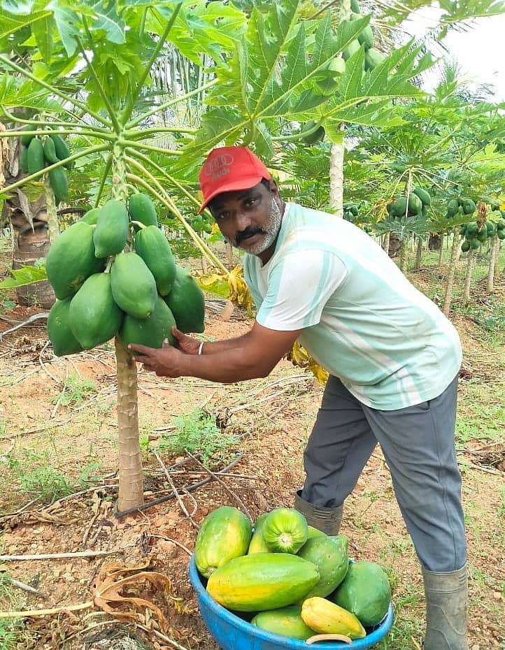 ಹುಣಸೂರು ತಾಲ್ಲೂಕಿನ ಹಳೆಪುರ ಗ್ರಾಮದ ಪ್ರಗತಿಪರ ರೈತ ಶ್ರೀನಿವಾಸ್ ತಮ್ಮ ಹೊಲದಲ್ಲಿ ಬೆಳೆದ ರೆಡ್ ಲೇಡಿ ತಳಿ ಪಪ್ಪಯಾ ಕಠಾವಿನಲ್ಲಿ ತೊಡಗಿದ್ದಾರೆ.