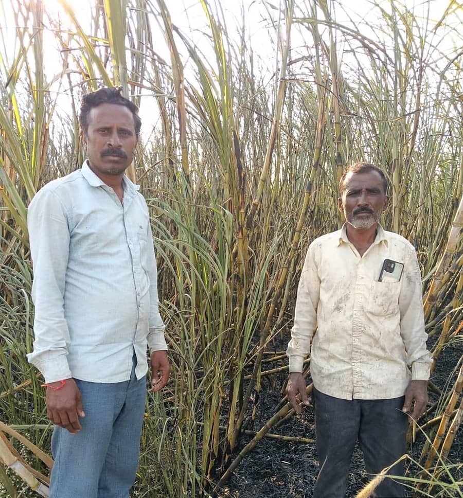 <div class="paragraphs"><p>ಘೋಳನೂರ ಗ್ರಾಮದಲ್ಲಿ ಶಾರ್ಟ್ ಸರ್ಕೀಟ್ನಿಂದ ಕಬ್ಬು ಸುಟ್ಟಿರುವುದು</p></div>