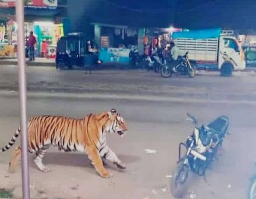 ಹೆಡಿಯಾಲ ಗ್ರಾಮದಲ್ಲಿ ಹುಲಿ ಸಂಚರಿಸುವ ಎಐ ತಂತ್ರಜ್ಞಾನದ ಚಿತ್ರ.