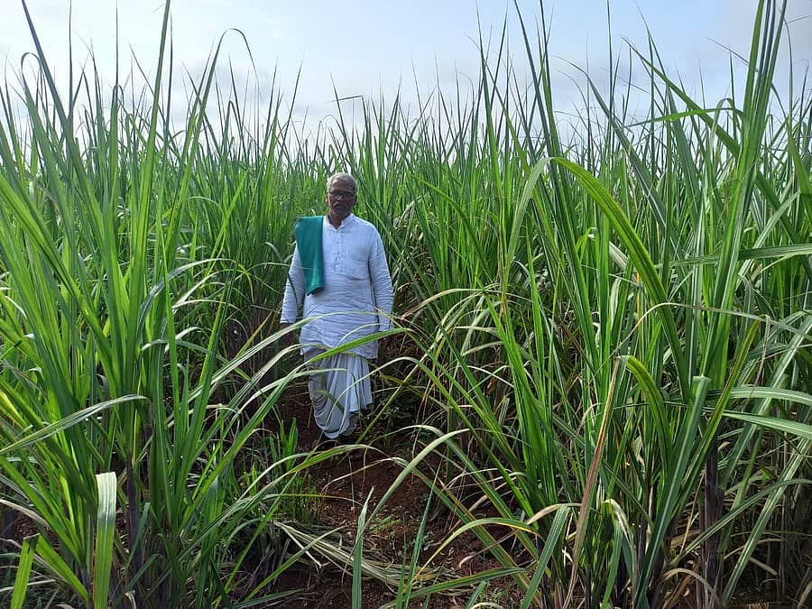 ಹುಬ್ಬಳ್ಳಿ ಸಮೀಪದ ಗಾಮನಗಟ್ಟಿಯಲ್ಲಿ ಬೆಳೆದಿರುವ ಕಬ್ಬು