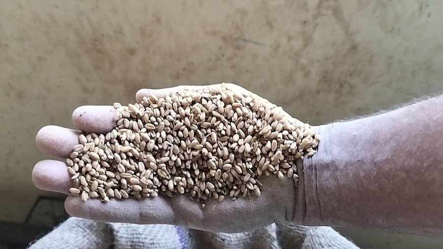 ಕಳಪೆ ಗುಣಮಟ್ಟದ ಗೋಧಿ