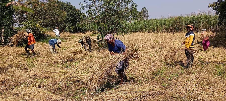 ಹಳಿಯಾಳದ ತೇಗ್ನಳ್ಳಿ ಗ್ರಾಮದ ಲಕ್ಷ್ಮಣ ಘಂಟು ಲಾಡು ಮಾರುತಿ ಘಂಟು ಲಾಡು ಗದ್ದೆಯಲ್ಲಿ ಭತ್ತದ ಪೈರನ್ನು ಕಟಾವು ಮಾಡುತ್ತಿರುವುದು