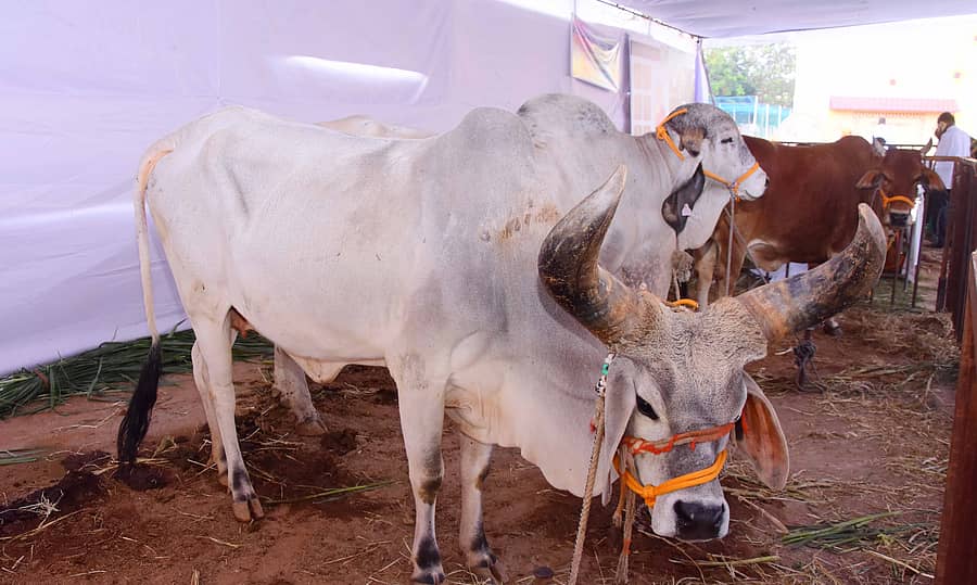 ಸ್ವದೇಶಿ ಮೇಳದಲ್ಲಿ ಗಮನ ಸೆಳೆಯುತ್ತಿರುವ ದೇಸಿ ಹಸುಗಳು