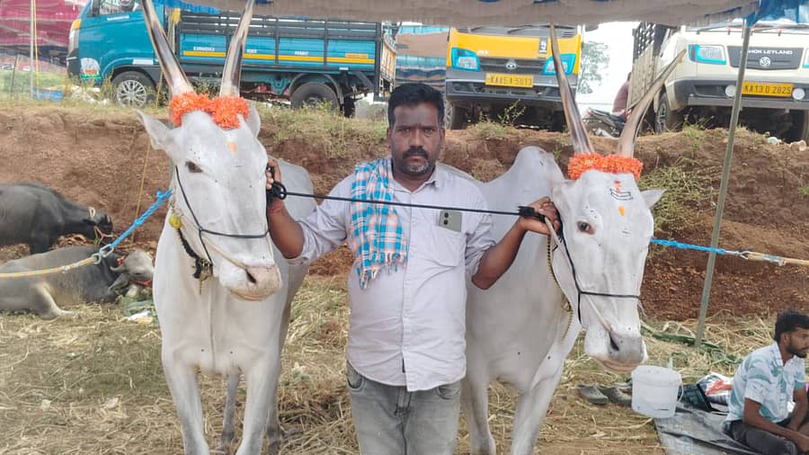 ಕುಶಾಲನಗರದಲ್ಲಿ ನಡೆದ ದನಗಳ ಜಾತ್ರೆಯಲ್ಲಿ ರೈತರೊಬ್ಬರು ಎತ್ತುಗಳನ್ನು ಪ್ರದರ್ಶಿಸಿದರು