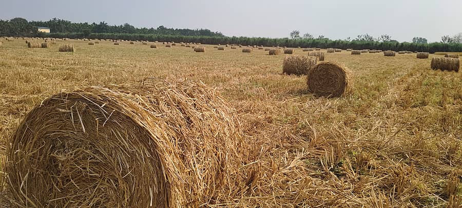 ಮುಂಡಗೋಡ ತಾಲ್ಲೂಕಿನ ಚವಡಳ್ಳಿ ರಸ್ತೆಯಲ್ಲಿರುವ ಭತ್ತದ ಗದ್ದೆಯೊಂದರಲ್ಲಿ ಒಣಮೇವಿನ ಸುರುಳಿ ಮಾಡಿ ಸಂಗ್ರಹಿಸಿರುವುದು