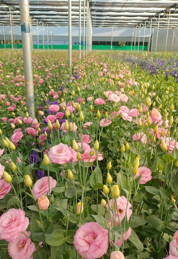 ಹಸಿರು ಮನೆ ತೋಟದಲ್ಲಿ ಬೆಳೆಯಲಾಗಿರುವ ವಿದೇಶಿ ತಳಿಯ ಹೂವುಗಳೊಂದಿಗೆ ಬಿ.ಶ್ರೀಕಾಂತ್‌