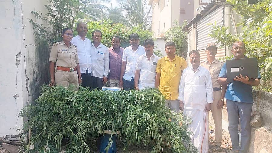 ಸಿಂಧನೂರು ತಾಲ್ಲೂಕಿನ ಕೆ.ಹಂಚಿನಾಳ ಗ್ರಾಮದ ಬೋಡೆಪ್ಪ ಯಂಕಪ್ಪ ಅವರ ಟಿನ್ ಶೆಡ್ ಪಕ್ಕದಲ್ಲಿ ಬೆಳೆಸಿದ್ದ ಗಾಂಜಾ ಗಿಡಗಳ ಮೇಲೆ ದಾಳಿ ನಡೆಸಿ ತುರ್ವಿಹಾಳ ಪೊಲೀಸರು ವಶ ಪಡೆಸಿಕೊಂಡಿರುವುದು