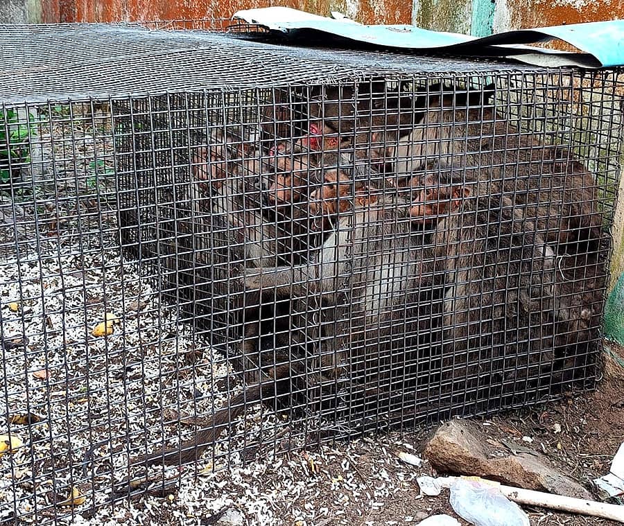 ಮೇಲುಕೋಟೆಯಲ್ಲಿ ನಡೆದ ಕಾಯರ್ಾಚರಣೆಯಲ್ಲಿ ಕೋತಿಗಳ ಹಿಂಡು ಹಿಡಿದು ಬೋನಿನಲ್ಲಿ ಹಾಕಿರುವ ದೃಶ್ಯ