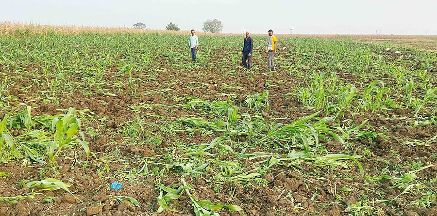 ಶಿಗ್ಗಾವಿ ತಾಲ್ಲೂಕಿನ ಬಂಕಾಪುರ ಮತ್ತು ಮಣ್ಣೂರ ಗ್ರಾಮದ ನಡುವಿನ ಜಮೀನಿನಲ್ಲಿ ಬೆಳೆದ ಬಿಳಿಜೋಳದ ಬೆಳೆಯನ್ನು ಗುರುವಾರ ರಾತ್ರಿ ದುಷ್ಕರ್ಮಿಗಳು ನಾಶ ಮಾಡಿರುವುದು