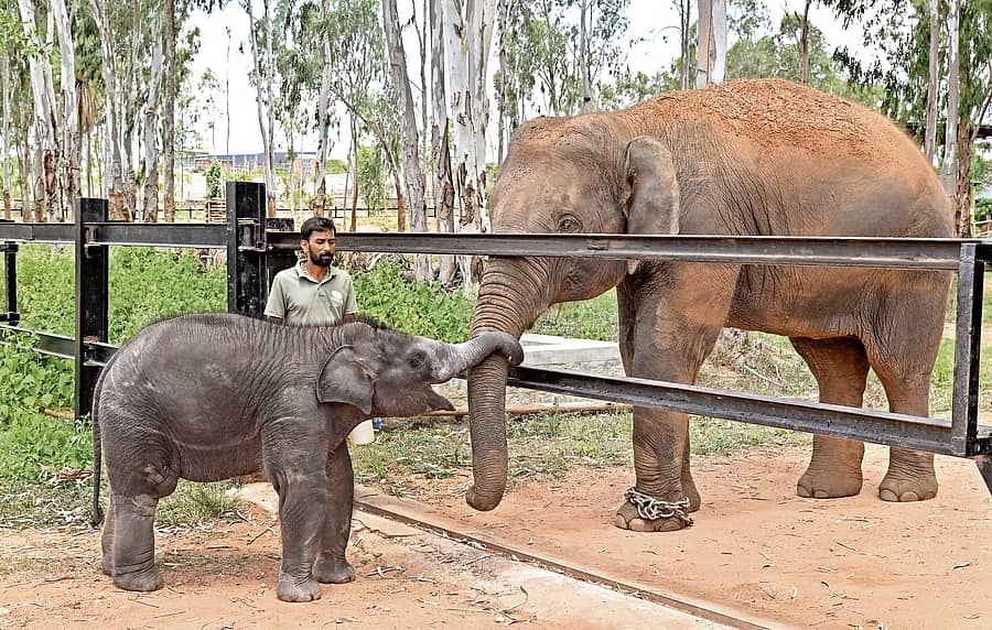 <div class="paragraphs"><p>ಕೂರ್ಗಳ್ಳಿ ಪುನವರ್ಸತಿ ಕೇಂದ್ರದಲ್ಲಿ ಮರಿಯಾನೆ ಕುಸುಮಬಾಲೆ... </p></div>