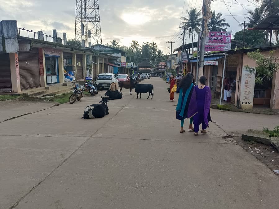 ಹೊಸನಗರ ಪಟ್ಟಣದ ಬೀದಿಗಳಲ್ಲಿ ಬೀಡುಬಿಟ್ಟಿರುವ ಹಸುಗಳು