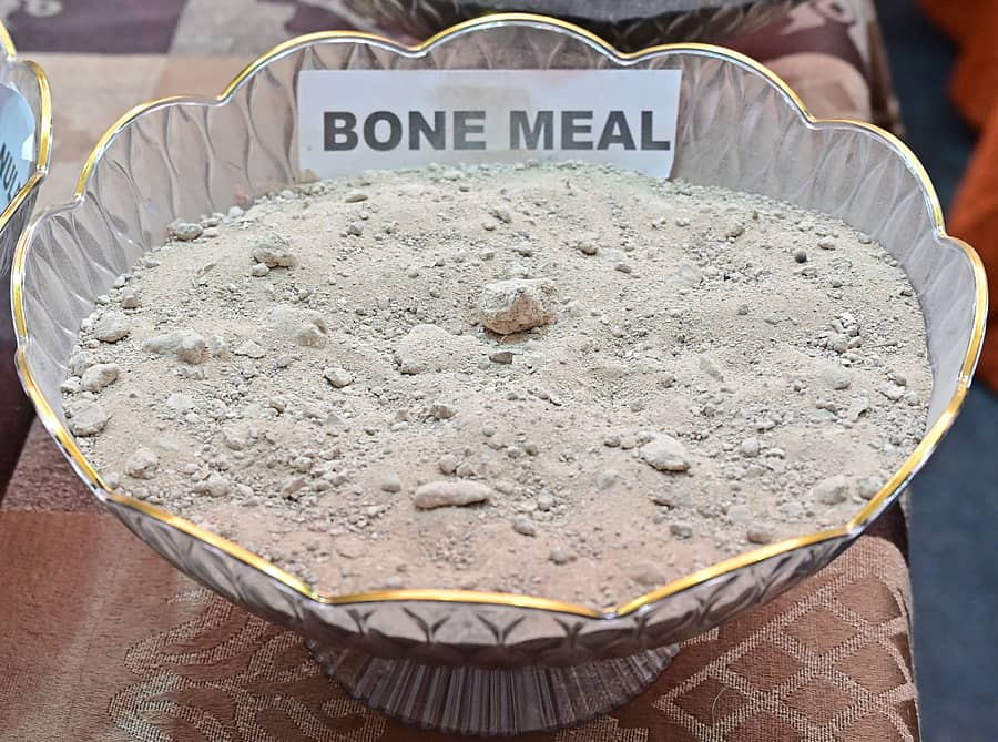 ಮೂಳೆ ಗೊಬ್ಬರ
ಪ್ರಜಾವಾಣಿ ಚಿತ್ರಗಳು: ರಂಜು ಪಿ.