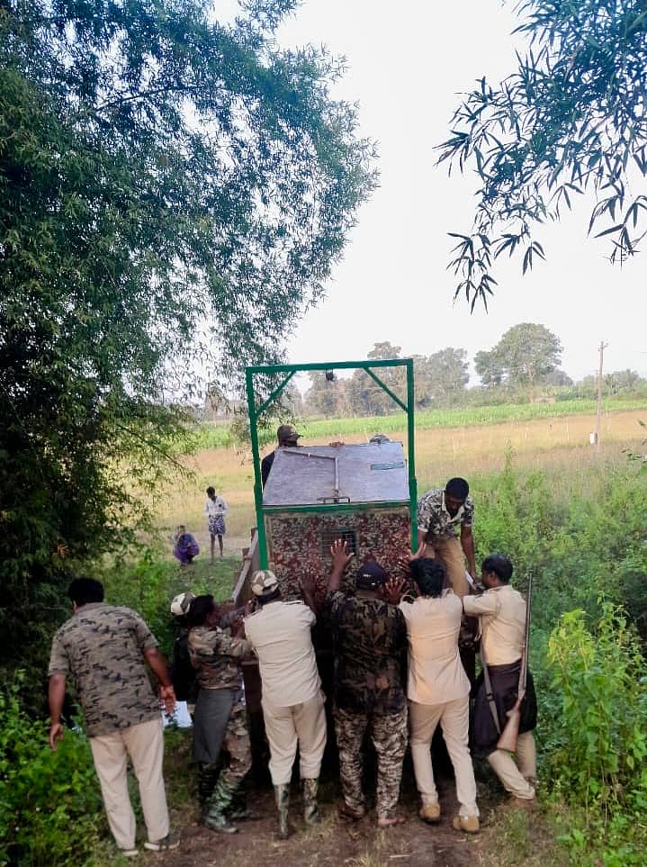 ಎಚ್.ಡಿ.ಕೋಟೆ ತಾಲ್ಲೂಕಿನ ದಮ್ಮನಕಟ್ಟೆಯ ಬಳಿ ಕಬಿನಿ ಹಿನ್ನೀರಿಗೆ ಹೊಂದಿಕೊಂಡಿರುವ ಹೊಸಹೊಳಲು ಗ್ರಾಮದ ಸಮೀಪ ಹುಲಿ ಸೆರೆಗೆ ಬೋನು ಇರಿಸಲಾಗಿದೆ