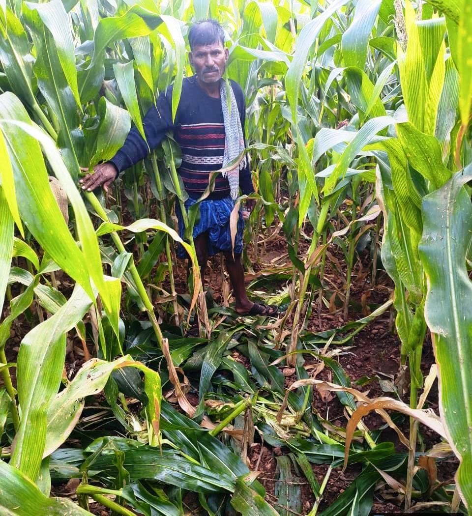 ಸಂಡೂರು ತಾಲ್ಲೂಕಿನ ಡಿ.ಅಂತಾಪುರ ಗ್ರಾಮದ ರೈತ ಹೊನ್ನುರಪ್ಪ ಅವರ ಜಮೀನಿಗೆ ಕರಡಿ ನುಗ್ಗಿ ಮೆಕ್ಕೆಜೋಳ ಬೆಳೆ ನಾಶಪಡಿಸಿರುವುದು
