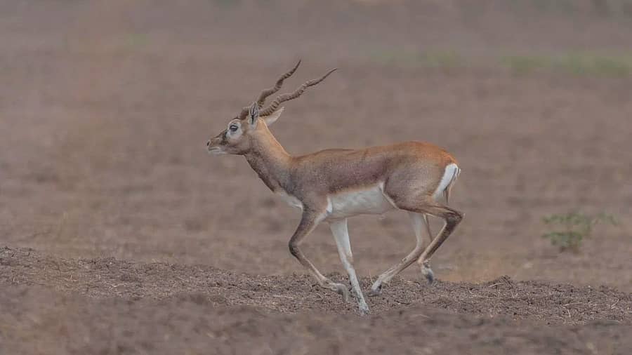 <div class="paragraphs"><p>ಕೃಷ್ಣಮೃಗ </p></div>