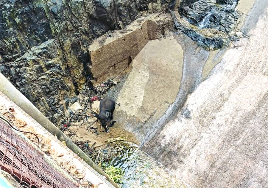 ಮಳವಳ್ಳಿ ತಾಲ್ಲೂಕಿನ ಶಿವನಸಮುದ್ರ (ಬ್ಲಫ್) ಬಳಿಯ ಖಾಸಗಿ ವಿದ್ಯುತ್ ಉತ್ಪಾದನಾ ಕೇಂದ್ರದ ಕಾಲುವೆಗೆ ಕಾಡಾನೆ ಬಿದ್ದಿದ್ದು ರಕ್ಷಣಾ ಕಾರ್ಯ ನಡೆದಿದೆ.