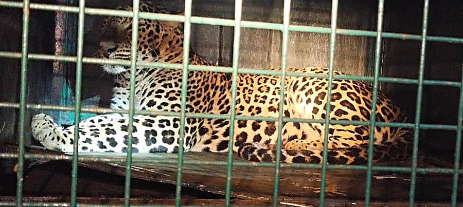 ಕಡೂರು ತಾಲ್ಲೂಕು ಎಮ್ಮೆದೊಡ್ಡಿ ಭಾಗದಲ್ಲಿ ಅರಣ್ಯ ಇಲಾಖೆಯವರು ಇರಿಸಿದ್ದ ಬೋನಿಗೆ ಚಿರತೆ ಸಿಕ್ಕಿ ಬಿದ್ದಿರುವುದು.