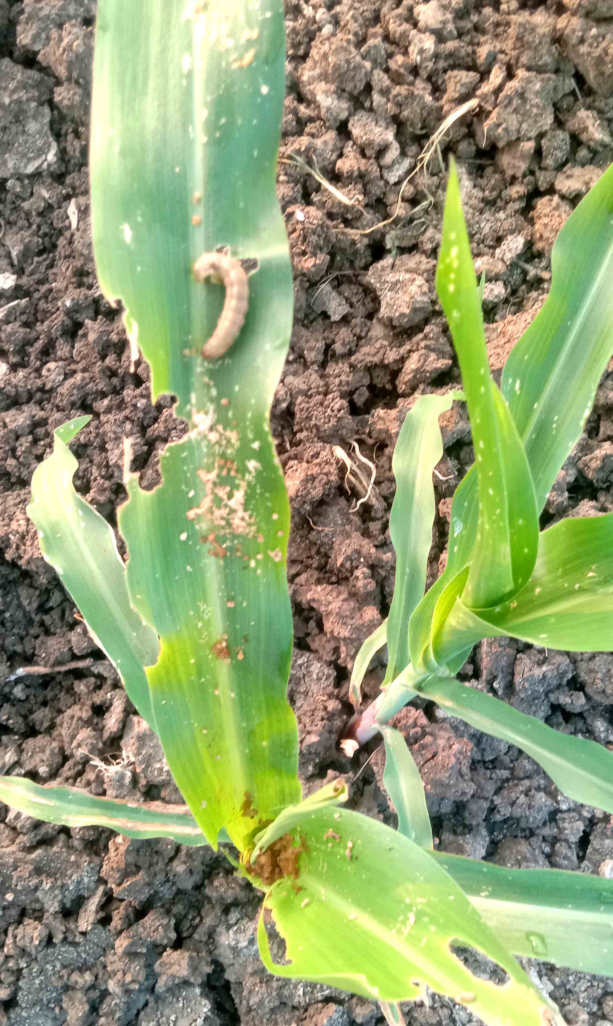 ಗೋವಿನ ಜೋಳದ ಬೆಳೆಗೆ ಲದ್ದಿ ಹುಳು ಕಾಟ