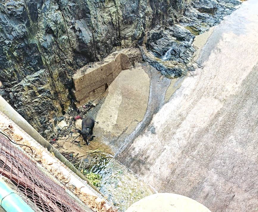 <div class="paragraphs"><p>ಮಂಡ್ಯ: ವಿದ್ಯುತ್ ಉತ್ಪಾದನಾ ಕೇಂದ್ರದ ಕೆನಾಲ್ಗೆ ಬಿದ್ದ ಕಾಡಾನೆ</p></div>