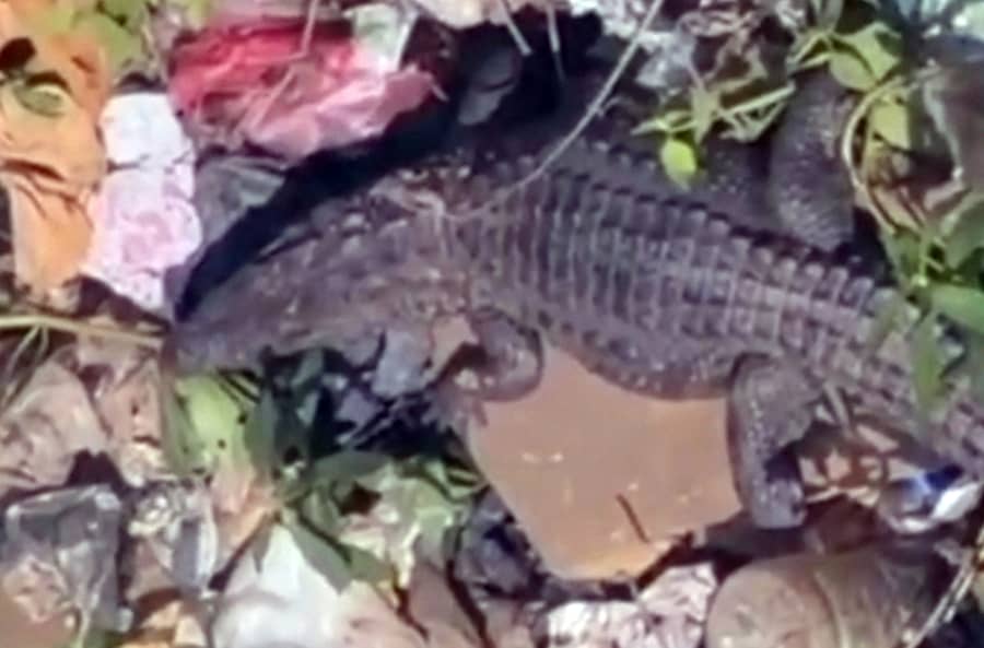 ಶ್ರೀರಂಗಪಟ್ಟಣ ತಾಲ್ಲೂಕಿನ ಕಿರಂಗೂರು ಗ್ರಾಮದ ಬಳಿ, ಸಿಡಿಎಸ್ ನಾಲೆಯ ವಿತರಣಾ ನಾಲೆ (ಬಿಡುಗಂಡಿ ನಾಲೆ) ಪಕ್ಕದಲ್ಲಿ ಸೋಮವಾರ ಕಾಣಿಸಿಕೊಂಡ ಮೊಸಳೆ