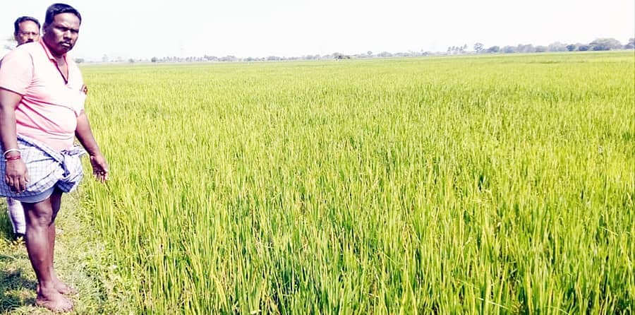 ಯಳಂದೂರು ತಾಲ್ಲೂಕಿನ ಕೆಸ್ತೂರು ಹೊರ ಹೊಲಯದ ಕೃಷಿ ತಾಕಿನಲ್ಲಿ ಕಂಗುಜಿಗಿಹುಳು ಬಾಧೆ ನಿಯಂತ್ರಣಕ್ಕೆ ಮುಂದಾದ ರೈತ ನಾಗರಾಜು