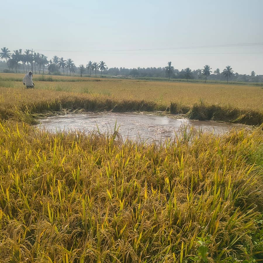 ಹೊಸಪೇಟೆ ತಾಲ್ಲೂಕಿನ ಕಮಲಾಪುರ ಸಮೀಪ ಸೋಮವಾರ ಪಿ.ಕೆ.ಹಳ್ಳಿ ಏತ ನೀರಾವರಿ ಪೈಪ್ ಒಡೆದು ಭತ್ತದ ಗದ್ದೆಯಲ್ಲಿ ಕೃತಕ ನೆರೆ ಉಂಟಾಗಿದೆ