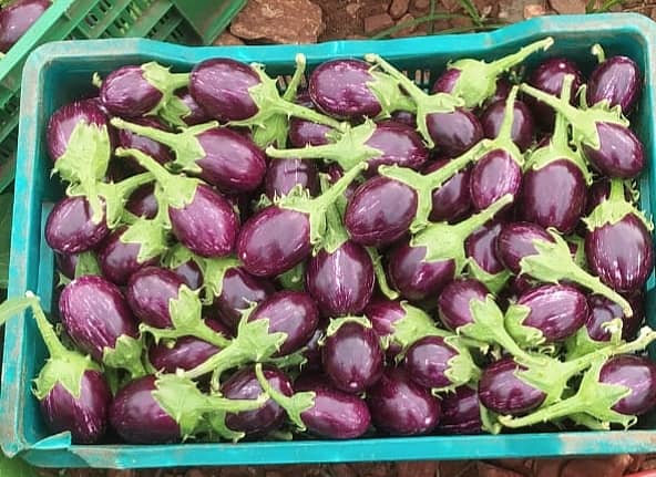 ಬದನೆಕಾಯಿ