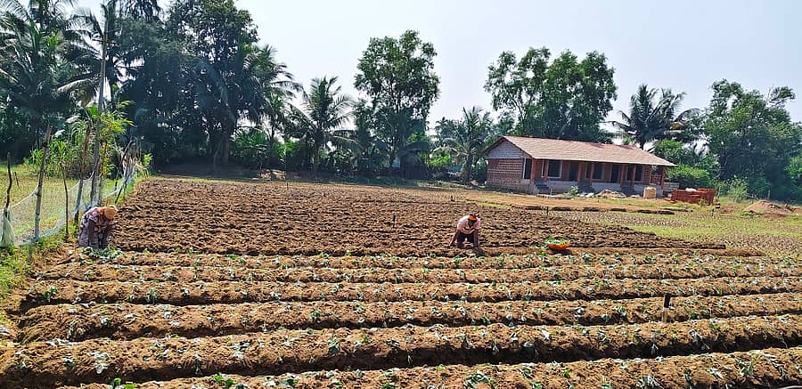 ಗೋಕರ್ಣದ ರುದ್ರಪಾದದ ಬಳಿ ಭತ್ತದ ಬೆಳೆ ಮುಗಿಸಿ, ಹದ ಮಾಡಿದ ಭೂಮಿಯಲ್ಲಿ ಗೆಣಸಿನ ಬೆಳೆ ನೆಡುತ್ತಿರುವ ರೈತರು 