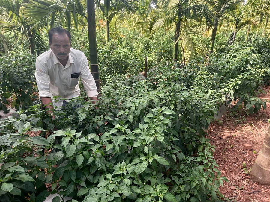 ಮಾಯಕೊಂಡದ ತಮ್ಮ ಜಮೀನಿನಲ್ಲಿ ಸೊಂಪಾಗಿ ಬೆಳೆದಿರುವ ಹೊಟ್ಟೆ ಮೆಣಸಿನಕಾಯಿ ಜೊತೆ ರೈತ ರಾಮಸ್ವಾಮಿ