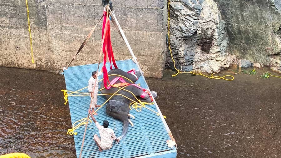 <div class="paragraphs"><p>ಮಳವಳ್ಳಿ (ಮಂಡ್ಯ ಜಿಲ್ಲೆ): ತಾಲ್ಲೂಕಿನ ಶಿವನಸಮುದ್ರ (ಬ್ಲಫ್) ಬಳಿಯ ‘ಪಯನಿಯರ್ ಜೆನ್ಕೋ ಲಿಮಿಟೆಡ್ ವಿದ್ಯುತ್ ಉತ್ಪಾದನಾ ಕೇಂದ್ರ’ದ 60 ಅಡಿ ಆಳದ ಕಾಲುವೆಗೆ ಬಿದ್ದಿದ್ದ ಕಾಡಾನೆಯನ್ನು ಮಂಗಳವಾರ ನಾಲ್ಕು ಗಂಟೆ ಕಾರ್ಯಾಚರಣೆ ನಡೆಸಿ, ಯಶಸ್ವಿಯಾಗಿ ಮೇಲೆ ತರಲಾಯಿತು. </p></div>