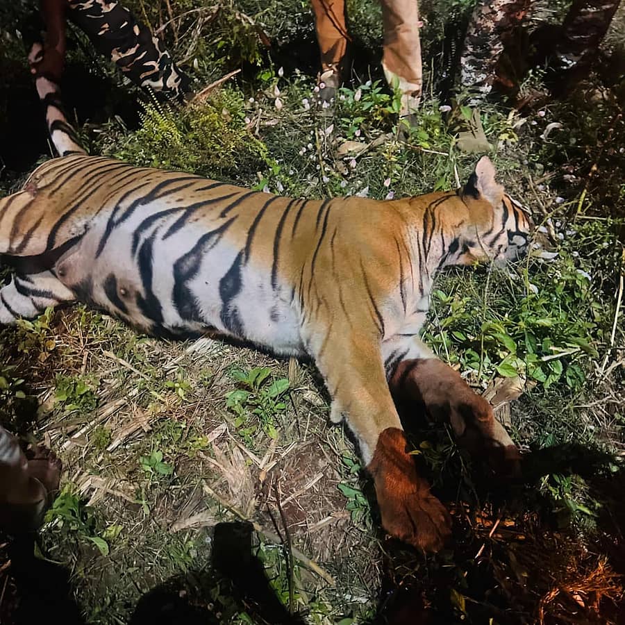 ಸೆರೆ ಸಿಕ್ಕ ಹೆಣ್ಣು ಹುಲಿ