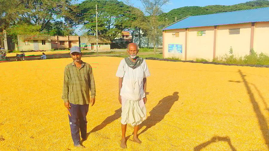 <div class="paragraphs"><p>ಮೆಕ್ಕೆಜೋಳದೊಂದಿಗೆ ರೈತರು</p></div>