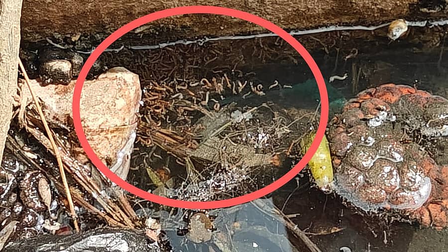 ಚರಂಡಿಯಲ್ಲಿ ತುಂಬಿರುವ ಹುಳುಗಳು