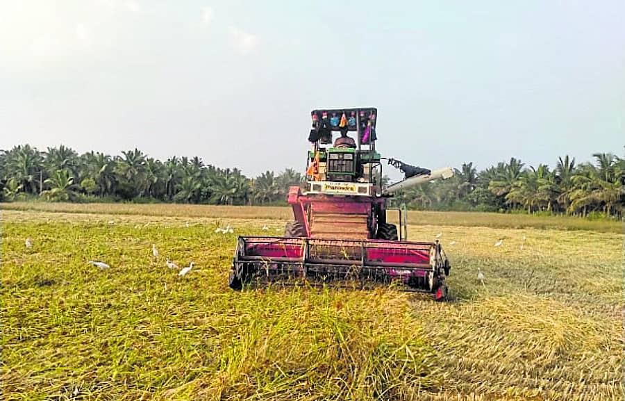 <div class="paragraphs"><p>ಹೊಸದುರ್ಗದ ಕಸಬಾ ಹೋಬಳಿಯ ಮಲ್ಲಪ್ಪನಹಳ್ಳಿ ಗ್ರಾಮದಲ್ಲಿ ಯಂತ್ರದ ಸಹಾಯದಿಂದ ರಾಗಿ ಕಟಾವು ಮಾಡುತ್ತಿರುವುದು</p></div><div class="paragraphs"></div><div class="paragraphs"><p><br></p></div>