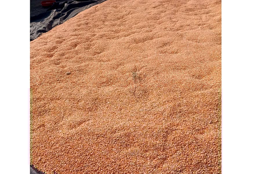 ಬನಹಟ್ಟಿ ಸಮೀಪದ ಹೊಸೂರಿನ ತೋಟದಲ್ಲಿ ಒಣಗಲು ಹಾಕಿರುವ ಮೆಕ್ಕೆಜೋಳ