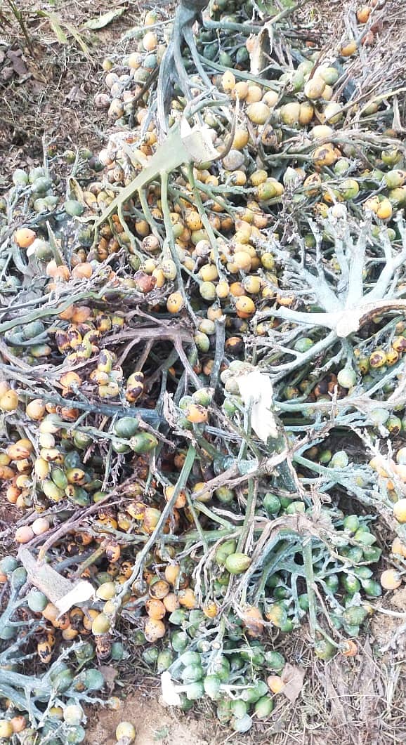 ತೀರ್ಥಹಳ್ಳಿ ತಾಲ್ಲೂಕಿನಲ್ಲಿ ಈ ವರ್ಷ ಕಡಿಮೆ ಅಡಿಕೆ ಕಾಯಿಗಳನ್ನು ಹೊಂದಿರುವ ಕೊನೆಗಳು.