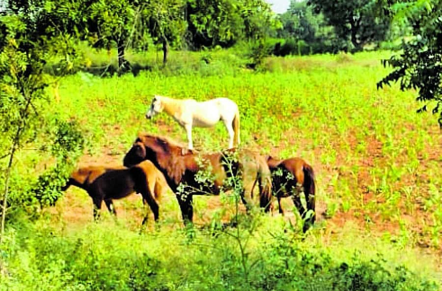 <div class="paragraphs"><p>ನಾಲತವಾಡ ಸಮೀಪ ರೈತರೊಬ್ಬರ ಜಮೀನಿಗೆ ಕುದುರೆಗಳ ಹಿಂಡು ನುಗ್ಗಿರುವುದು</p></div><div class="paragraphs"></div><div class="paragraphs"><p><br></p></div>