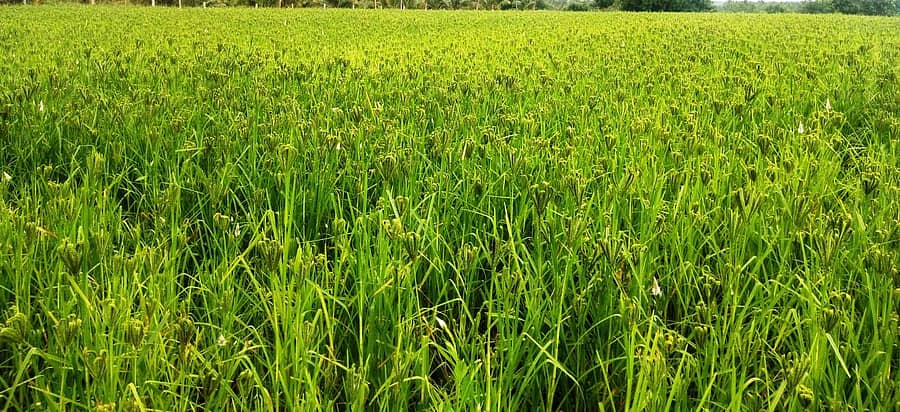 ಹುಳಿಯಾರು ಹೋಬಳಿ ವ್ಯಾಪ್ತಿಯ ರಾಗಿ ಬೆಳೆ