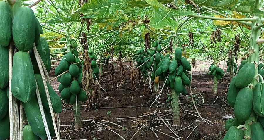 ಮುಂಡರಗಿ ತಾಲ್ಲೂಕಿನ ನಾರಾಯಣಪುರ ಗ್ರಾಮದ ರೈತ ರವಿ ಗುಂಡಿಕೇರಿ ಅವರ ಜಮೀನಿನಲ್ಲಿ ಬೆಳೆದ ಪಪ್ಪಾಯಿ 