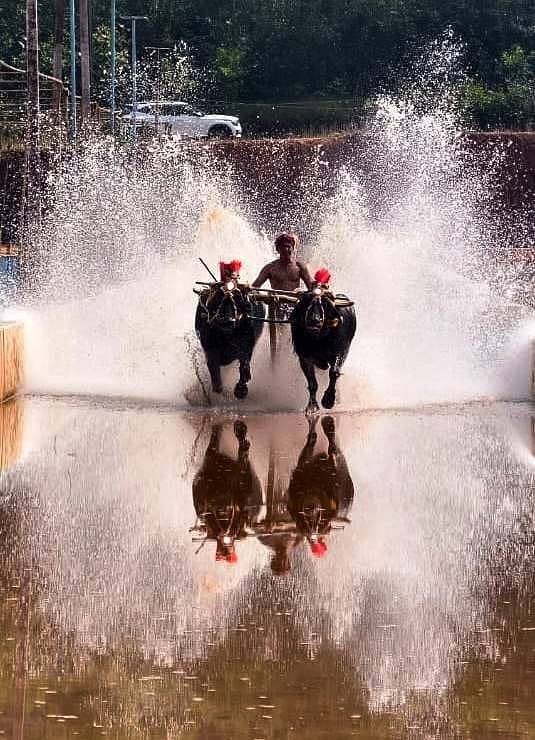 ಬಂಟ್ವಾಳ ತಾಲ್ಲೂಕಿನ ಸಿದ್ಧಕಟ್ಟೆ ಕೊಡಂಗೆ ವೀರ-ವಿಕ್ರಮ ಜೋಡುಕರೆ ಕಂಬಳದ ದೃಶ್ಯ   