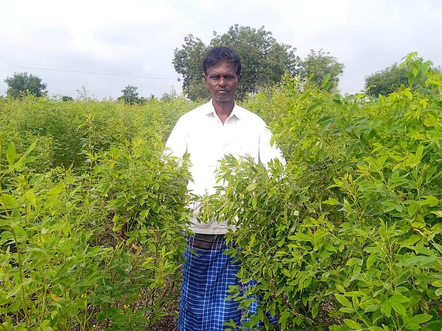 ಗೌಡೂರು ಗ್ರಾಮದಲ್ಲಿ ರೈತ ಬೆಳೆದ ತೊಗರಿ ಬೆಳೆ ಗೊಡ್ಡು ಬಿದ್ದಿರುವುದು