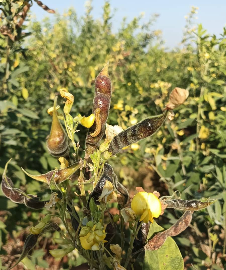 ಹುಮನಾಬಾದ್ ತಾಲ್ಲೂಕಿನ ಹಂದಿಕೇರಾ ಗ್ರಾಮದ ಹೊಲವೊಂದರಲ್ಲಿನ ತೊಗರಿ ಬೆಳೆಯಲ್ಲಿ ಕಂಡ ಕೀಟ