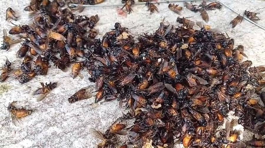 ವೈದ್ಯಕೀಯ ಕಾಲೇಜಿನ ಬಳಿ ಮೃತ ಜೇನುನೊಣಗಳು ಬಿದ್ದಿರುವುದು