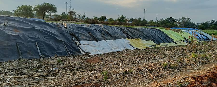 ಸಂತೇಬೆನ್ನೂರು ಬಳಿಯ ಜಮೀನೊಂದರಲ್ಲಿ ಮೆಕ್ಕೆಜೋಳದ ತೆನೆ ಮುರಿದು ರಾಶಿ ಹಾಕಿರುವುದು