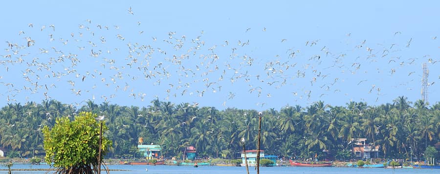 ಪಂಚಗಂಗಾವಳಿ ನದಿಯ ಬಾನೆತ್ತರದಲ್ಲಿ ಕಡಲ ಹಕ್ಕಿಗಳ ಹಾರಾಟ