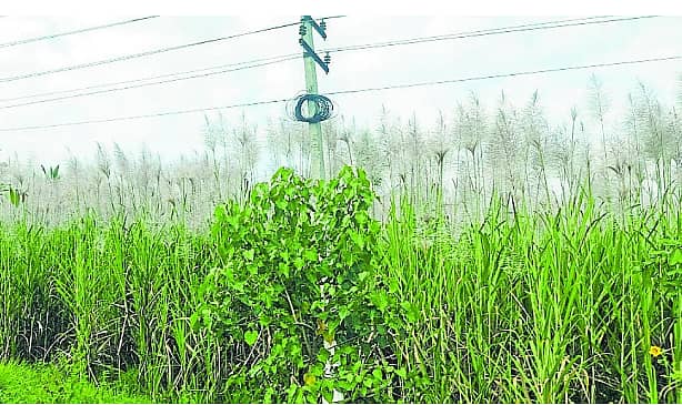 <div class="paragraphs"><p>ಯಳಂದೂರು ತಾಲ್ಲೂಕಿನ ಕಂದಹಳ್ಳಿ ಹೊರವಲಯದ ಗದ್ದೆಯಲ್ಲಿ ಹೂಅರಳಿಸಿದ ಕಬ್ಬು ವಿದ್ಯುತ್ ತಂತಿ ಸ್ಪರ್ಶಿಸುತ್ತಿರುವುದು</p></div>