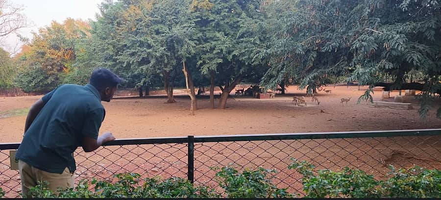 ಬಿಂಕದಕಟ್ಟಿ ಮೃಗಾಲಯದಲ್ಲಿ ಪ್ರಾಣಿಪಾಲಕರೊಬ್ಬರು ಜಿಂಕೆಗಳ ಚಲನವಲನದ ಮೇಲೆ ನಿಗಾ ವಹಿಸಿದ್ದರು